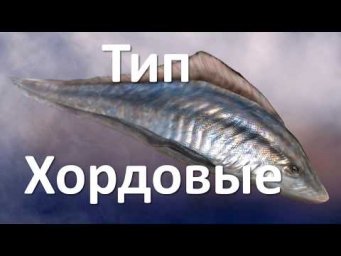 11.1 Хордовые (7 класс) - биология, подготовка к ЕГЭ и ОГЭ 2019