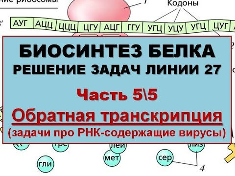 БИОСИНТЕЗ БЕЛКА. РЕШЕНИЕ ЗАДАЧ (5\5 Обратная транскрипция)