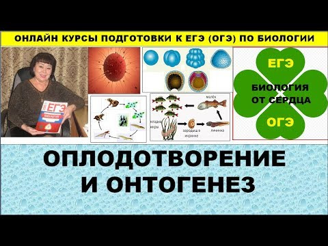 ОПЛОДОТВОРЕНИЕ И ОНТОГЕНЕЗ У ЖИВОТНЫХ