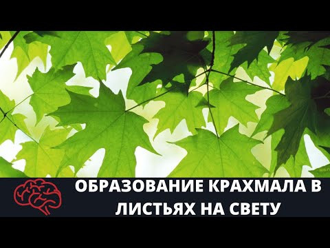 Лист  Образование крахмала в листьях на свету Опыт