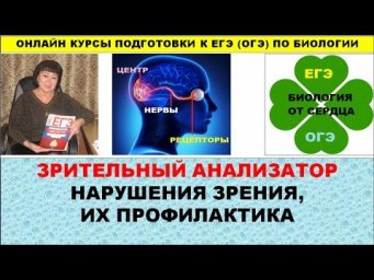 ЗРИТЕЛЬНЫЙ АНАЛИЗАТОР