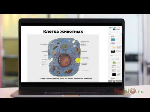 Сравнение клеток. Видеоуроки биологии на egebio.ru