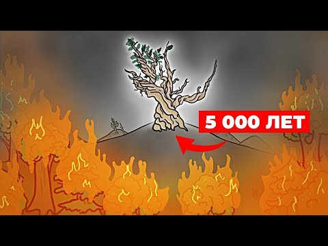 Знакомьтесь: Мафусаил. Ему 5 000 лет. [Минутка Земли]