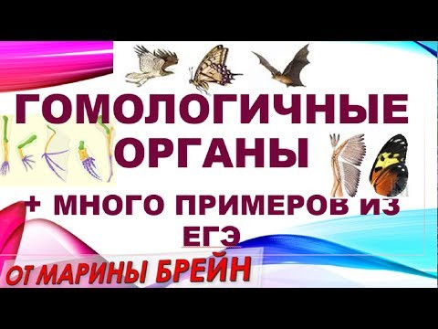 Гомологичные органы + примеры из ЕГЭ и ОГЭ Гомологичные органы + примеры из ЕГЭ и ОГЭ