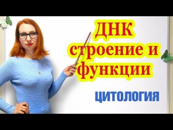 ДНК, строение и функции