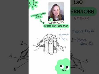 Картинка по нервной системе с ЕГЭ! 