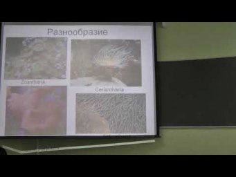 Зоология беспозвоночных. Лекция 2. Борисанова А.О.  edit