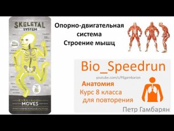 11. Мышцы (Speedrun анатомия 8 класс, ЕГЭ, ОГЭ 2021)