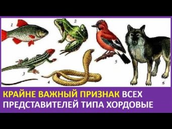 11. Крайне важный признак всех представителей типа хордовые