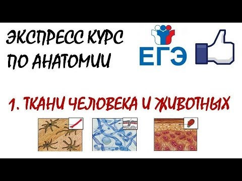 ТКАНИ ЧЕЛОВЕКА И ЖИВОТНЫХ (теория для ЕГЭ) ТКАНИ ЧЕЛОВЕКА И ЖИВОТНЫХ (теория для ЕГЭ)