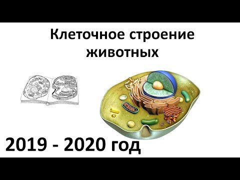 1. Строение клеток животных + систематика (7 класс) - биология, подготовка к ЕГЭ и ОГЭ 2020