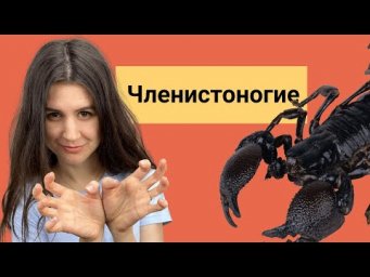 Тип членистоногие