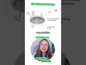 пак конспектов тгк @webium_bio #биология #егэ2027 #биологияегэ