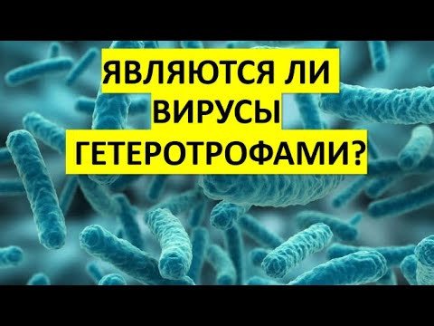 41. Являются ли вирусы гетеротрофами?