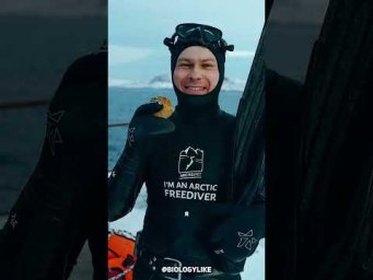 Что такое фри дайвинг? #дайвинг #фридайвинг #diving #freediving
