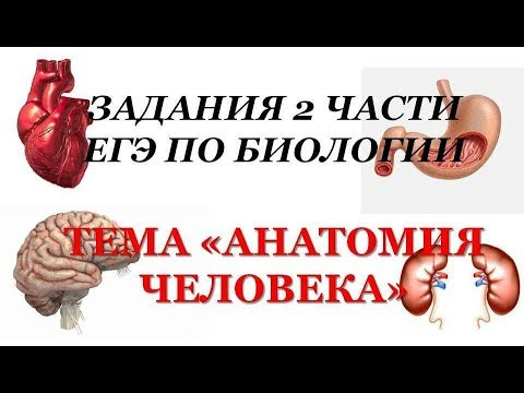 ЗАДАНИЯ ИЗ ЕГЭ ПО БИОЛОГИИ: АНАТОМИЯ ЧЕЛОВЕКА (2 ЧАСТЬ С РАЗВЕРНУТЫМ ОТВЕТОМ) ЗАДАНИЯ ИЗ ЕГЭ ПО БИОЛОГИИ: АНАТОМИЯ ЧЕЛОВЕКА (2 ЧАСТЬ С РАЗВЕРНУТЫМ ОТВЕТОМ)
