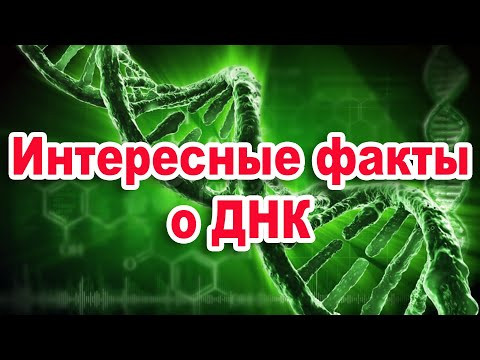 Интересные факты о ДНК