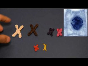 ШкБио: деление клетки_1: митоз