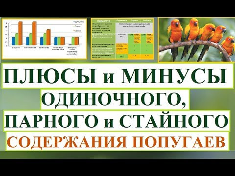 Плюсы и минусы одиночного, парного или стайного содержания попугаев