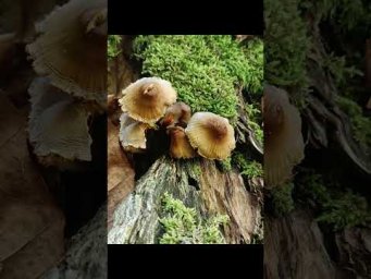 Замыкаем пищевую цепь, редуценты. Пробую видео с естественным звуком) #экология #биология #экзамен