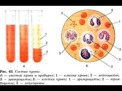 Движение клеток крови