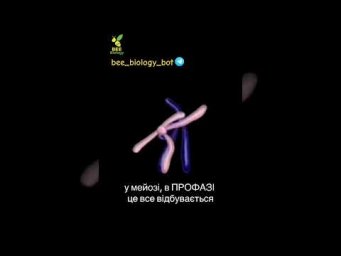 Кросинговер - те, що робить нас унікальним #нмт #anatomy #биология #biology