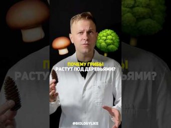 Почему грибы растут под деревьями?!