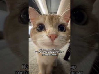 Но это их проблемы 
