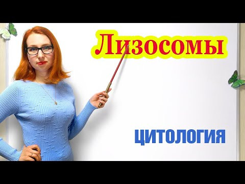 Лизосомы