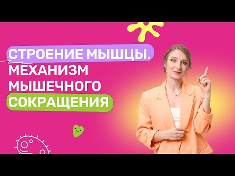 Строение мышцы. Механизм Мышечного сокращения Строение мышцы. Механизм Мышечного сокращения