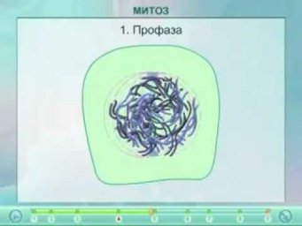 Митоз
