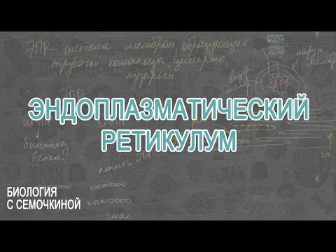 Эндоплазматический ретикулум