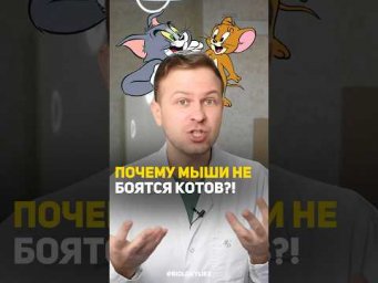 Почему мыши могут не бояться котов?