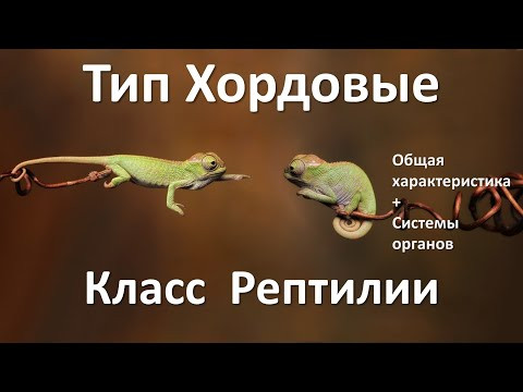 20. Рептилии часть I (7 класс) - биология, подготовка к ЕГЭ и ОГЭ 2021