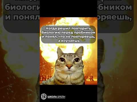 Когда решил повторить биологию, но понял, что не повторяешь, а изучаешь: #биология #егэ #биологияегэ Когда решил повторить биологию, но понял, что не повторяешь, а изучаешь: #биология #егэ #биологияегэ