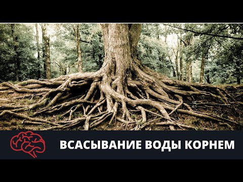 Всасывание корнем воды