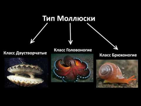 9. Моллюски - разнообразие  (7 класс) - биология, подготовка к ЕГЭ и ОГЭ 2020