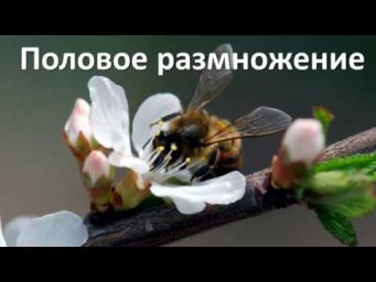 13. Половое размножение (6 класс) - биология, подготовка к ЕГЭ и ОГЭ 2019