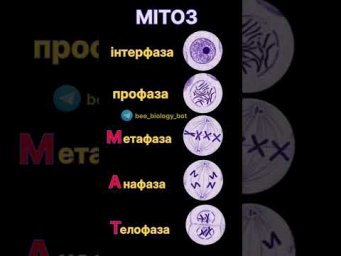 Фази мітозу - поділу клітни. МАТ допоможе  #нмт #anatomy #биология #клетка #митоз