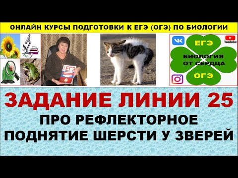 ЗАДАНИЕ ЛИНИИ 25 ПРО РЕФЛЕКТОРНОЕ ПОДНЯТИЕ ШЕРСТИ У ЗВЕРЕЙ ЗАДАНИЕ ЛИНИИ 25 ПРО РЕФЛЕКТОРНОЕ ПОДНЯТИЕ ШЕРСТИ У ЗВЕРЕЙ