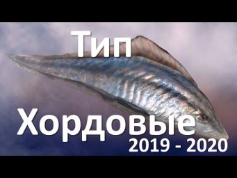 15. Хордовые (7 класс) - биология, подготовка к ЕГЭ и ОГЭ 2020