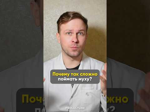 Почему так сложно поймать муху? Почему так сложно поймать муху?