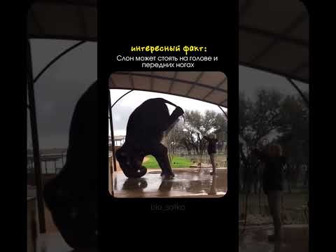 удивительный факт о слонах 
