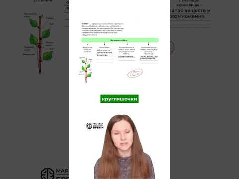 что такое КЛУБЕНЬ #биология #биологияегэ #егэ2027