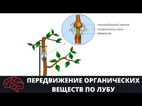 Стебель  Передвижение органических веществ по лубу Опыт