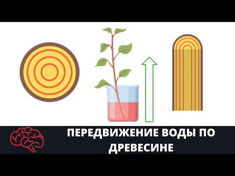 Стебель  Передвижение воды по древесине Опыт