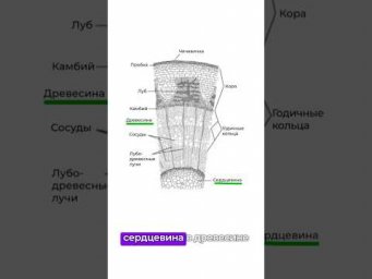 ✅Как быстро запомнить слои в стебле? #биология #биологияегэ #егэ #химбио