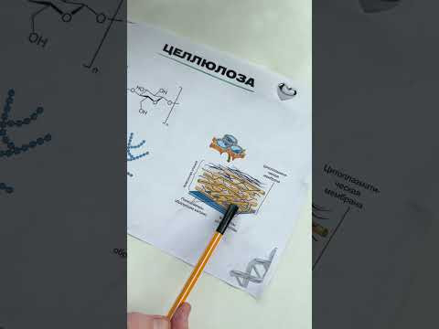 Что общего между хлопком и стаканчиком | Биология с Яном