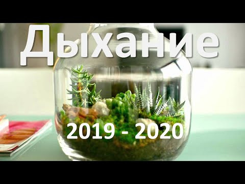 11. Дыхание растений (6 класс) - биология, подготовка к ЕГЭ и ОГЭ 2020 11. Дыхание растений (6 класс) - биология, подготовка к ЕГЭ и ОГЭ 2020
