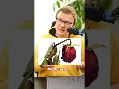 Як сказати німецькою: &laquo;Стіна вкрилася пліснявою&raquo; #німецька #німецькамова #вчительукраїнської